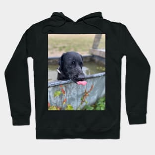 labrador dog with tongue out Hoodie